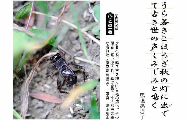 長塚節の虫の歌 短歌一口講座 コオロギ Nikkei Style 長塚節の虫の歌 短歌一口講座 コオロギ Nikkei Style