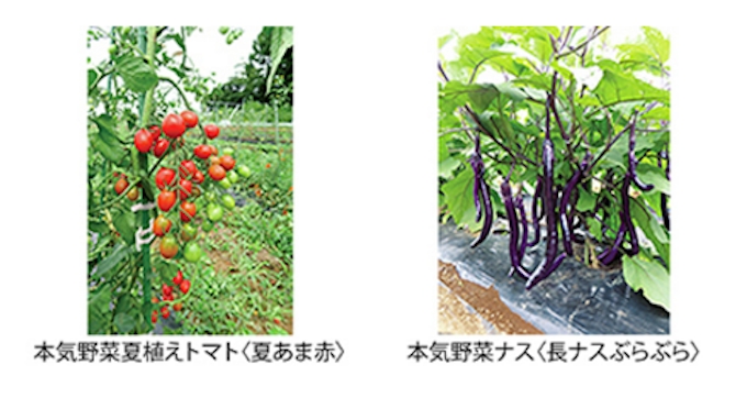 サントリーフラワーズ 野菜苗 サントリー 本気野菜 を発売 日本経済新聞