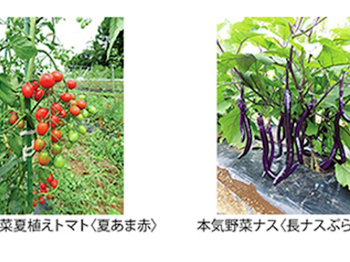 サントリーフラワーズ 野菜苗 サントリー 本気野菜 を発売 日本経済新聞 サントリーフラワーズ 野菜苗 サントリー 本気野菜 を発売 日本経済新聞