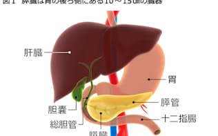本図では膵臓の構造を分かりやすく示すため胃の前面に描いている（c)
nerthuz-123rf