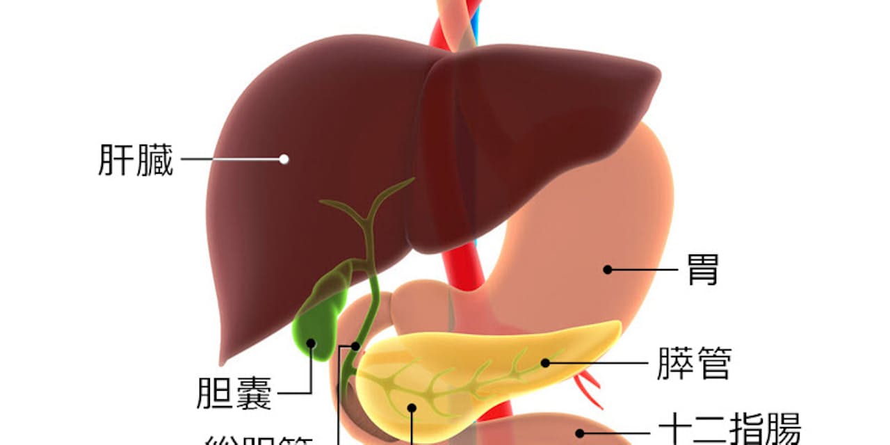 宴会シーズンに増える急性膵炎 酒や油ものは控えめに Nikkei Style 宴会シーズンに増える急性膵炎 酒や油ものは控えめに Nikkei Style