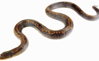 エクアドルから発表された新種のヘビ3種の1つ、Atractus pyroni。新種を報告する論文に使われた正基準標本だ。 （Photograph courtesy Alejandro Arteaga）