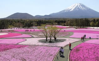 富士山と芝桜のコントラストは外国人に絶大な人気　（写真:japan-guide.com)
