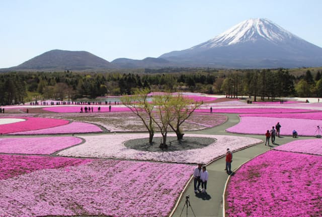 富士山と芝桜のコントラストは外国人に絶大な人気　（写真：japan-guide.com)
