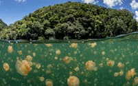 無数のクラゲが生息するパラオ最大の観光地、ジェリーフィッシュレイク。ナショナル ジオグラフィックの「原始の海プロジェクト」チームが調査した。（PHOTOGRAPH BY ENRIC SALA, NATIONAL GEOGRAPHIC CREATIVE）
