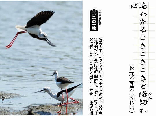 秋の鳥 その2 俳句一口講座 鳥わたる 日本経済新聞