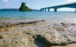 写真1　沖縄県名護市のビーチロック。2016年8月に撮影。物理探査では、表面から1～2mの層が固まっていた（写真:川崎了・北海道大学大学院教授）