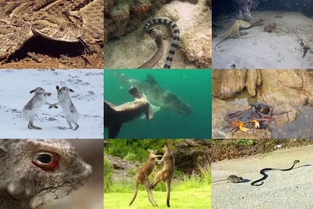 かむ 蹴る のむ 動物たちが対決 驚きの動画10選 Nikkei Style かむ 蹴る のむ 動物たちが対決 驚きの動画10選 Nikkei Style