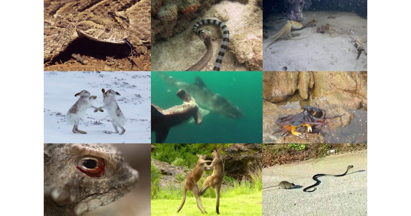 かむ 蹴る のむ 動物たちが対決 驚きの動画10選 Nikkei Style かむ 蹴る のむ 動物たちが対決 驚きの動画10選 Nikkei Style