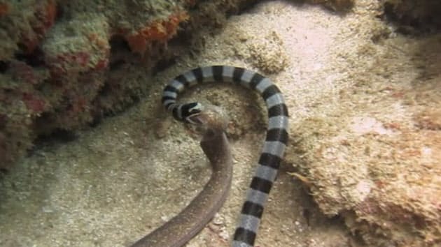 かむ 蹴る のむ 動物たちが対決 驚きの動画10選 Nikkei Style かむ 蹴る のむ 動物たちが対決 驚きの動画10選 Nikkei Style