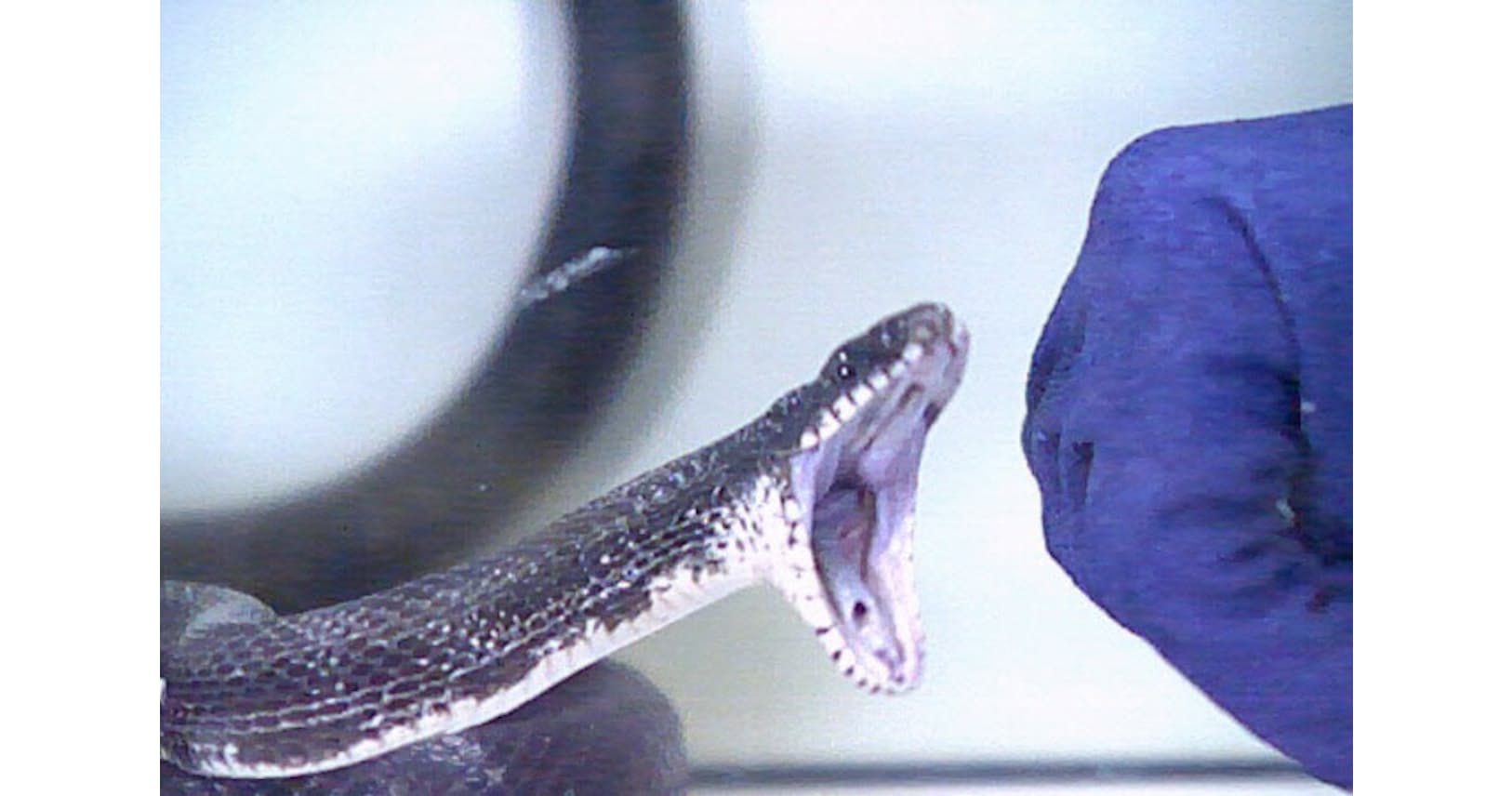 度肝を抜くスピード ヘビが襲い掛かる瞬間 Nikkei Style