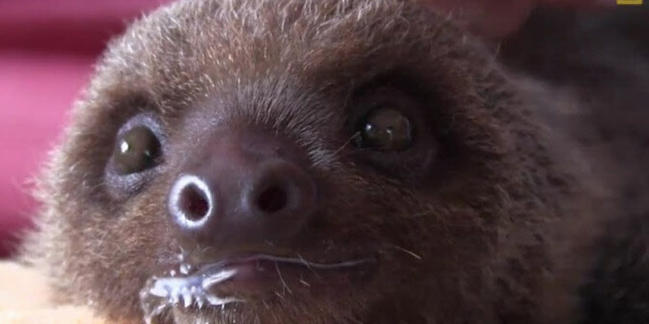 ナマケモノの赤ちゃん 絶滅の危機から救え ナショジオ Nikkei Style