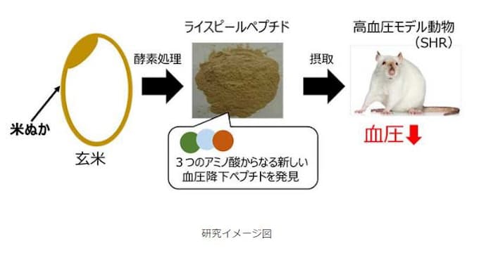 京大とサンスター 米ぬか酵素処理物の血圧降下作用と新しい血圧降下ペプチドを学会発表 日本経済新聞