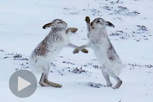 カメラは見た ノウサギは実は肉食系でもあった Nikkei Style カメラは見た ノウサギは実は肉食系でもあった Nikkei Style