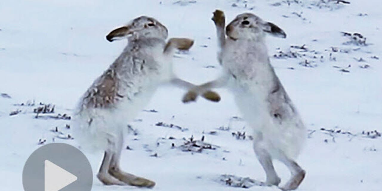ユキウサギの雪原バトル 高速パンチが愛くるしい Nikkei Style ユキウサギの雪原バトル 高速パンチが愛くるしい Nikkei Style