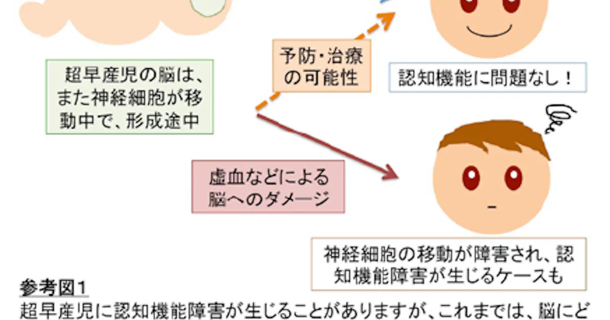 慶大とncnp 超早産児に生じる認知機能障害に脳の神経細胞の移動障害が関与することを発表 日本経済新聞