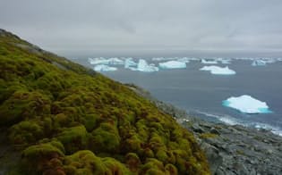 南極グリーン島のコケに覆われた海岸と、沖に点々と浮かぶ氷山。（PHOTOGRAPH BY MATT AMESBURY）