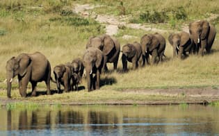 水場に向かうジンバブエのゾウの群れ。（PHOTOGRAPH BY BOB SMITH, NATIONAL GEOGRAPHIC CREATIVE）