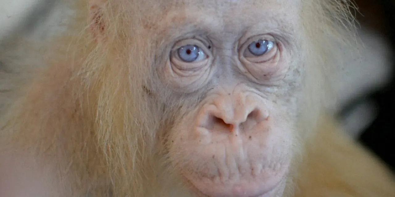 白い オランウータン ゴリラ キリン その理由は Nikkei Style 白い オランウータン ゴリラ キリン その理由は Nikkei Style