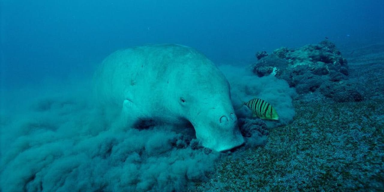 環境悪化のグレートバリアリーフに朗報 ジュゴン増加 Nikkei Style 環境悪化のグレートバリアリーフに朗報 ジュゴン増加 Nikkei Style