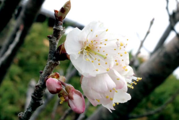 初夏の宝石 サクランボ 味も育ちもデリケート Nikkei Style 初夏の宝石 サクランボ 味も育ちもデリケート Nikkei Style