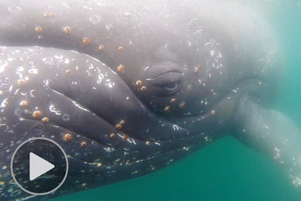 豪快 クラゲにかぶりつくウミガメの子 毒にも負けず Nikkei Style 豪快 クラゲにかぶりつくウミガメの子 毒にも負けず Nikkei Style