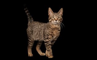古代のネコの遺伝子を分析したところ、ぶち模様のネコは中世になるまでは存在しなかったことがわかった。（PHOTOGRAPH BY JOEL SARTORE, NATIONAL GEOGRAPHIC PHOTO ARK）
