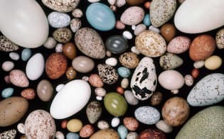 さまざまな鳥の卵。大きさも形もばらつきが大きい。（PHOTOGRAPH BY FRANS LANTING, NATIONAL GEOGRAPHIC CREATIVE）