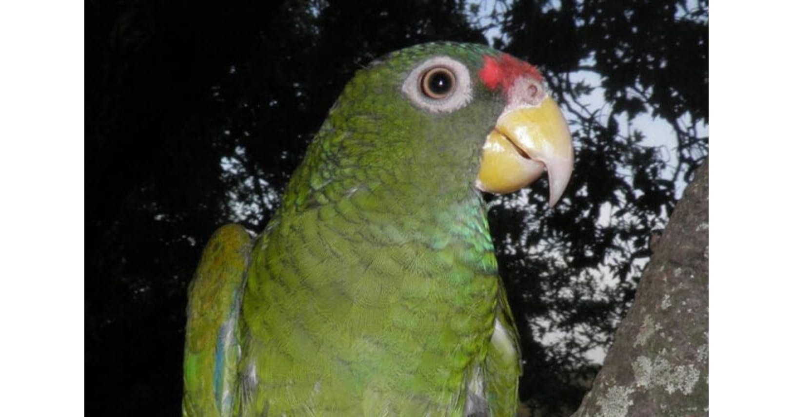 タカのように鳴くインコ 極めて希少な鳥の新種発見 Nikkei Style タカのように鳴くインコ 極めて希少な鳥の新種発見 Nikkei Style