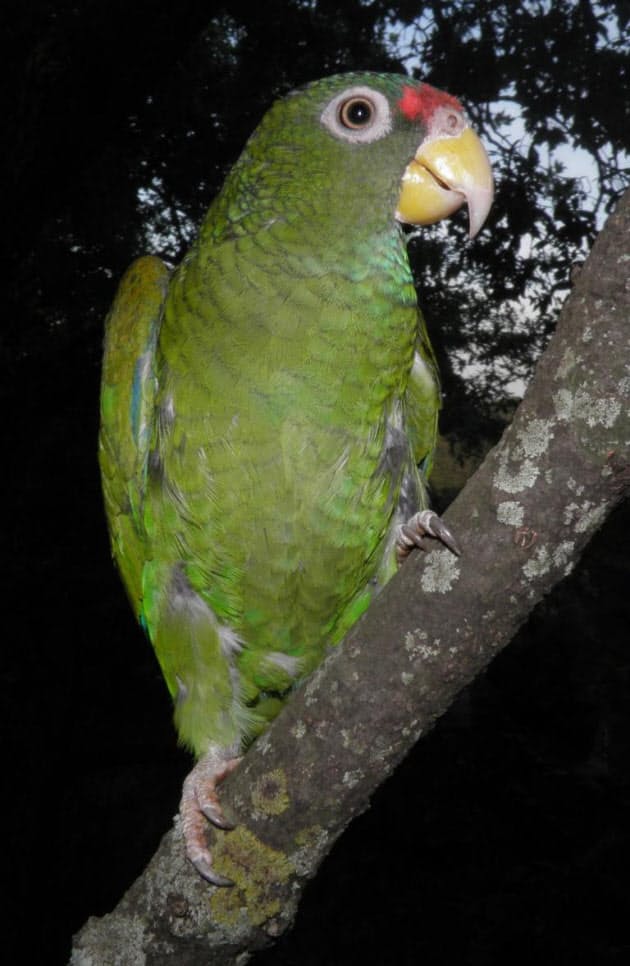タカのように鳴くインコ 極めて希少な鳥の新種発見 Nikkei Style タカのように鳴くインコ 極めて希少な鳥の新種発見 Nikkei Style