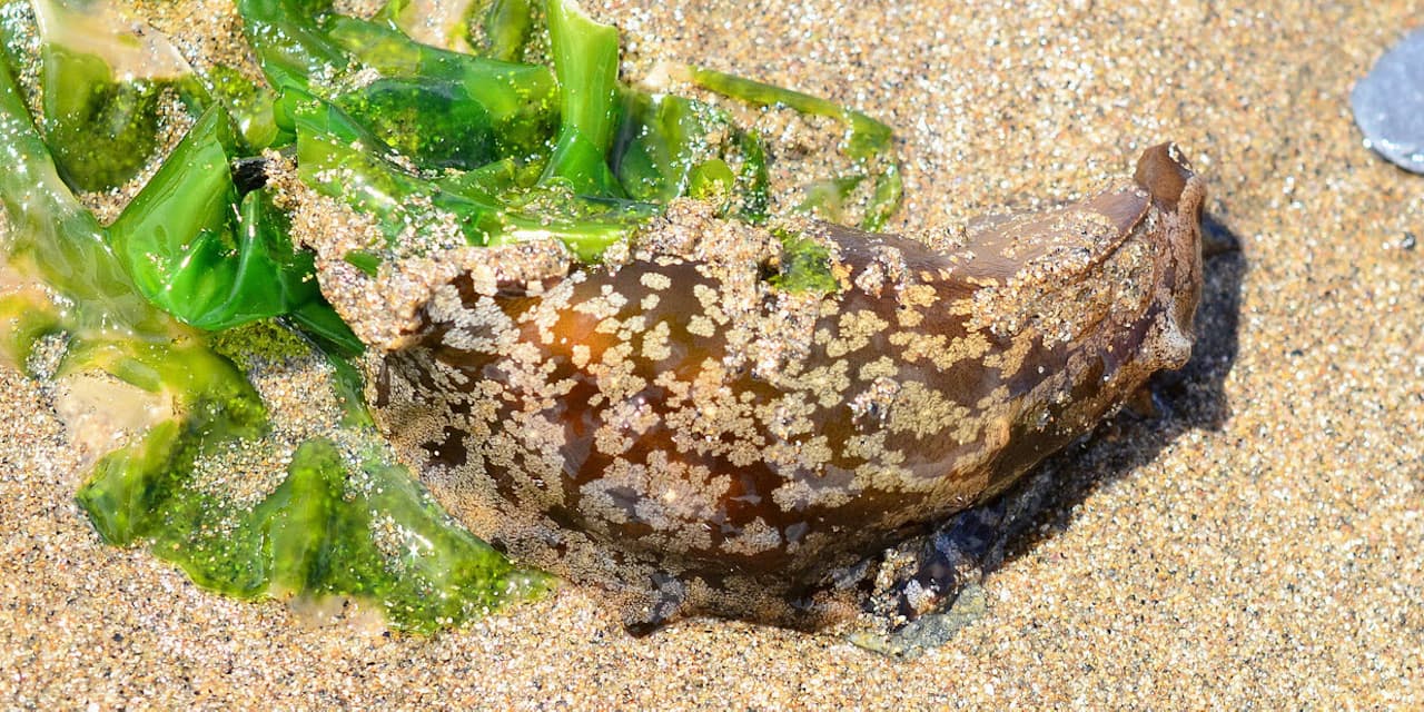 珍味 アメフラシ 顔のない生き物 のはずが Nikkei Style 珍味 アメフラシ 顔のない生き物 のはずが Nikkei Style