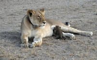 タンザニアで、ヒョウの子どもに授乳するライオン。（PHOTOGRAPH BY JOOP VAN DER LINDE, NDUTU LODGE）