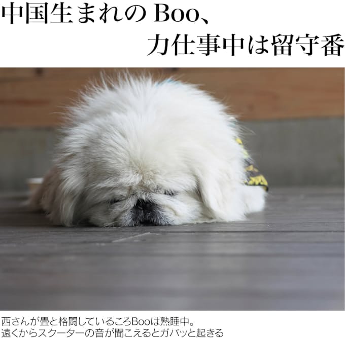 忍者犬boo 被災地でボランティア 日本経済新聞