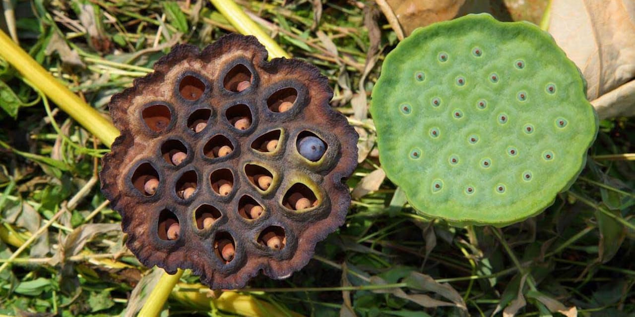 ブツブツ見ると気持ち悪い トライポフォビアに新説 Nikkei Style ブツブツ見ると気持ち悪い トライポフォビアに新説 Nikkei Style