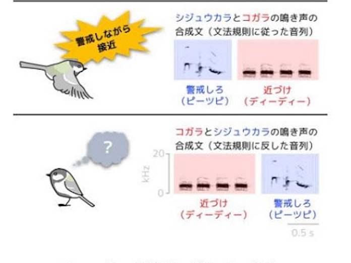 京大 文法を操るシジュウカラは初めて聞いた文章も正しく理解できることを解明 日本経済新聞 京大 文法を操るシジュウカラは初めて聞いた文章も正しく理解できることを解明 日本経済新聞