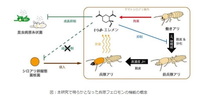 京大 長年謎に包まれていたシロアリの兵隊アリへの分化を抑制するフェロモンを特定 日本経済新聞