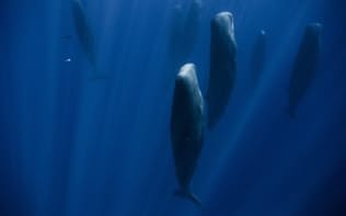インド洋の水深15メートルで眠る、マッコウクジラの群れ。その数は30頭超。立った状態で、何分もあるいは何時間も動かない。すべてメスで、子どもたちは親が寝ている間、水面で過ごす。（Photograph by Stephane Granzotto）