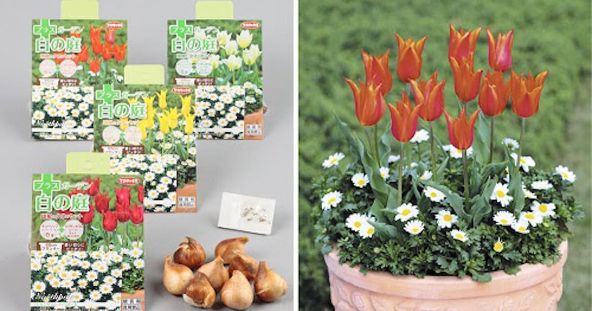 サカタのタネ チューリップの球根と クリサンセマム ノースポール の種子がセットになった プラスガーデン 白の庭 を発売 日本経済新聞 サカタのタネ チューリップの球根と クリサンセマム ノースポール の種子がセットになった プラスガーデン 白の庭 を発売 日本経済新聞