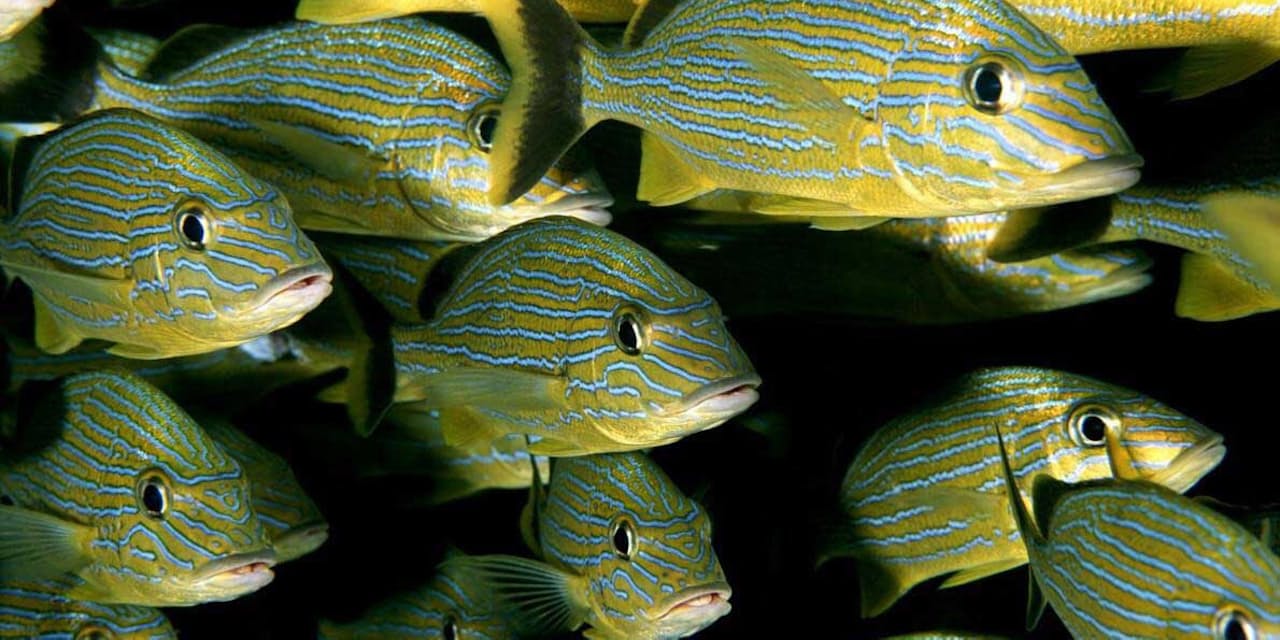 温暖化で魚が小型化 水温の上昇と酸素不足が影響か Nikkei Style 温暖化で魚が小型化 水温の上昇と酸素不足が影響か Nikkei Style