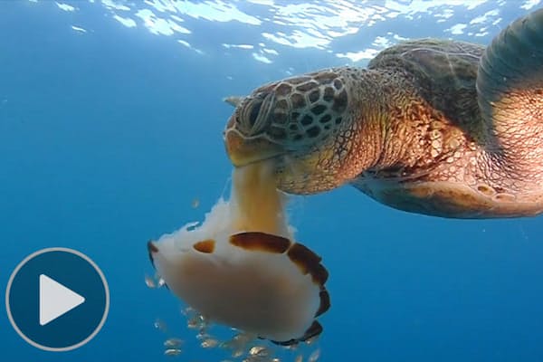 甲羅の上の多彩な面々 甲羅の上の 世界 ウミガメの背に10万もの生物 Nikkei Style 甲羅の上の多彩な面々 甲羅の上の 世界 ウミガメの背に10万もの生物 Nikkei Style