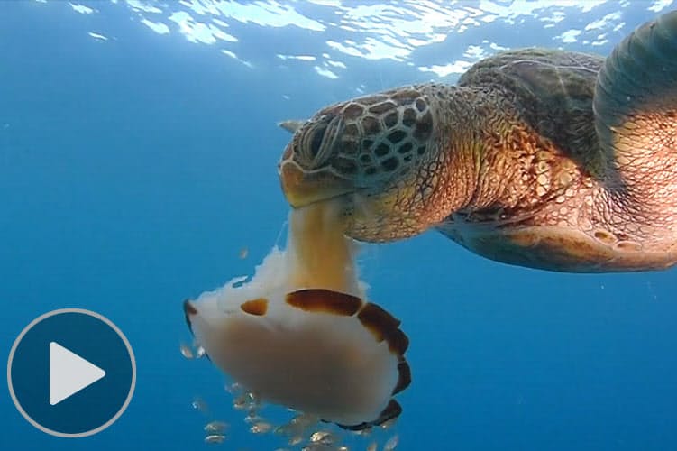 豪快 クラゲにかぶりつくウミガメの子 毒にも負けず Nikkei Style 豪快 クラゲにかぶりつくウミガメの子 毒にも負けず Nikkei Style