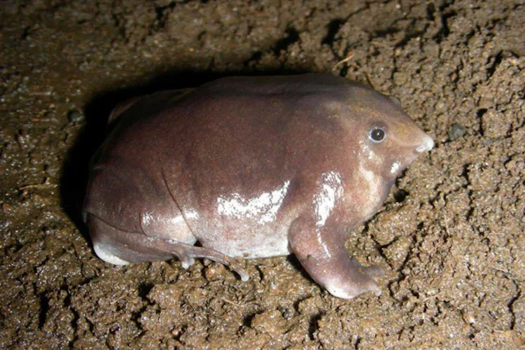 ブタ鼻でモグラのような暮らし 新種カエルの珍生態 Nikkei Style ブタ鼻でモグラのような暮らし 新種カエルの珍生態 Nikkei Style