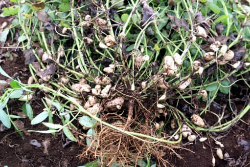 とれたて落花生を塩ゆでに 旬の味 ビールにぴったり Nikkei Style とれたて落花生を塩ゆでに 旬の味 ビールにぴったり Nikkei Style