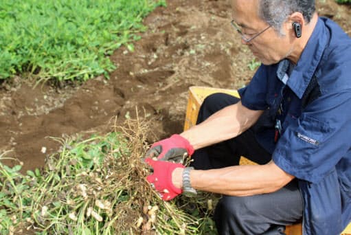 とれたて落花生を塩ゆでに 旬の味 ビールにぴったり Nikkei Style とれたて落花生を塩ゆでに 旬の味 ビールにぴったり Nikkei Style