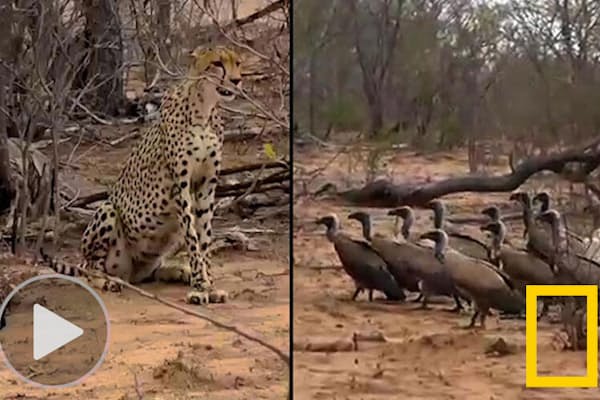 ワニから逃げてもライオンが シマウマを襲った悲劇 Nikkei Style ワニから逃げてもライオンが シマウマを襲った悲劇 Nikkei Style