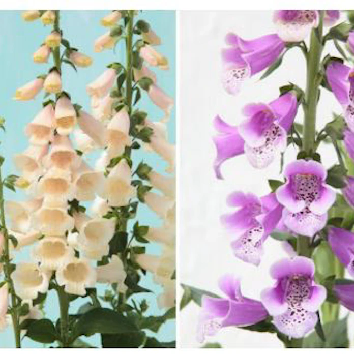 サカタのタネ 春待ち苗 ジギタリス アプリコット パープル を発売 日本経済新聞 サカタのタネ 春待ち苗 ジギタリス アプリコット パープル を発売 日本経済新聞