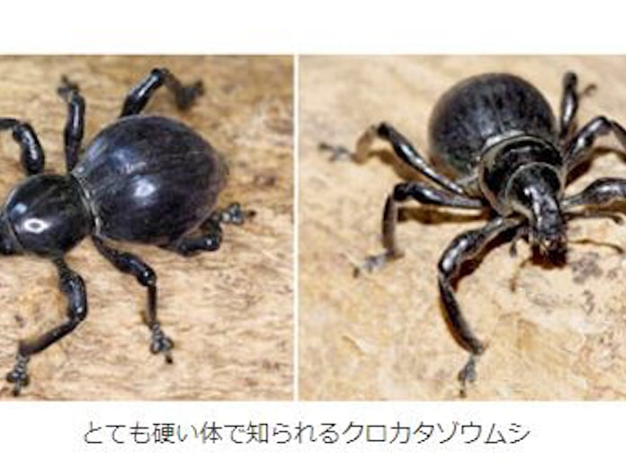 産総研 ゾウムシが硬いのは共生細菌によることを解明 日本経済新聞 産総研 ゾウムシが硬いのは共生細菌によることを解明 日本経済新聞