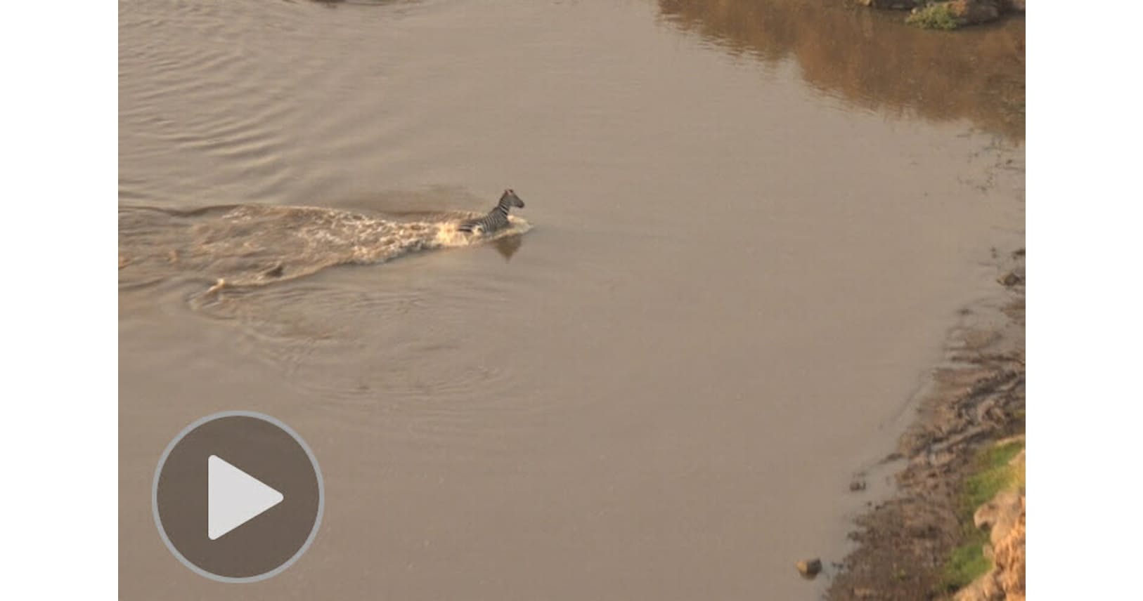 ワニから逃げてもライオンが シマウマを襲った悲劇 Nikkei Style ワニから逃げてもライオンが シマウマを襲った悲劇 Nikkei Style