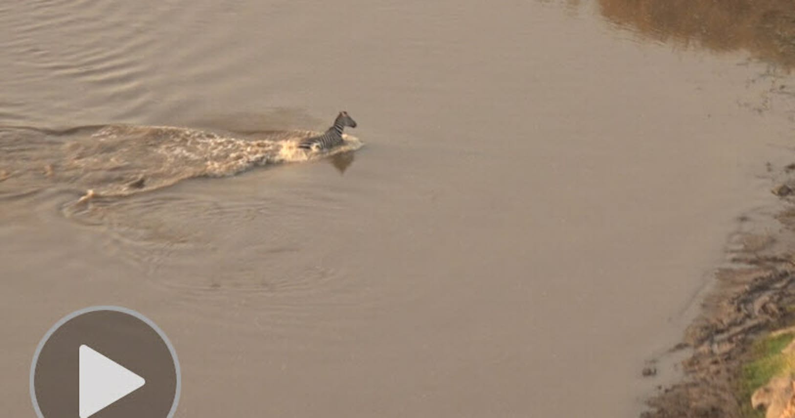 ワニから逃げてもライオンが シマウマを襲った悲劇 Nikkei Style ワニから逃げてもライオンが シマウマを襲った悲劇 Nikkei Style