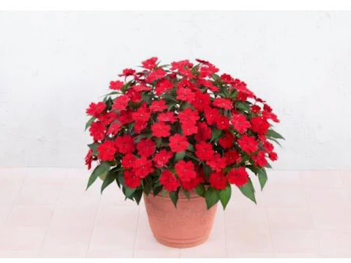 サカタのタネ 大きく成長する ぐんぐんタイプ の サンパチェンス レッド を発売 日本経済新聞 サカタのタネ 大きく成長する ぐんぐんタイプ の サンパチェンス レッド を発売 日本経済新聞